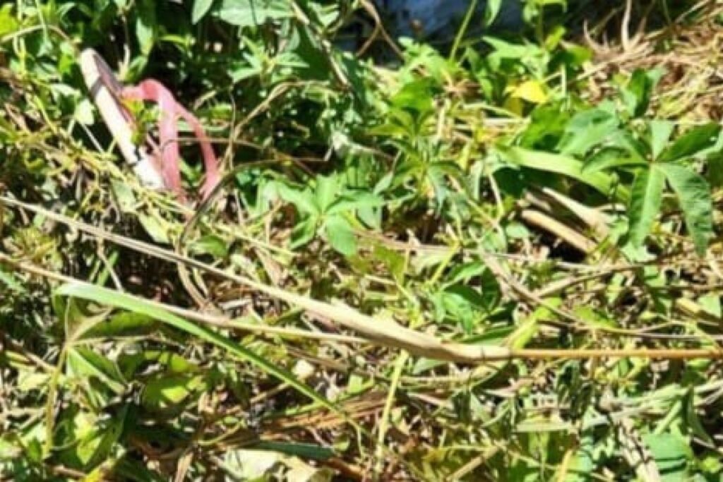 crianca-de-4-anos-e-estuprada-enquanto-mae-brigava-com-mulher-em-bar-no-parana